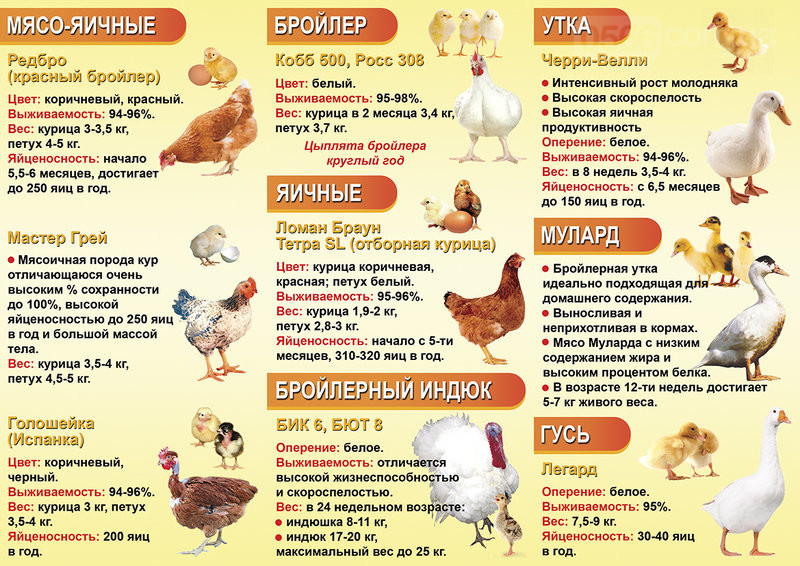 Куры Тетра - мясо-яичный кросс. Характеристики, содержание и разведение, кормление, инкубация