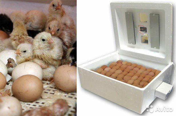 Инкубатор для выведения цыплят – какой купить?