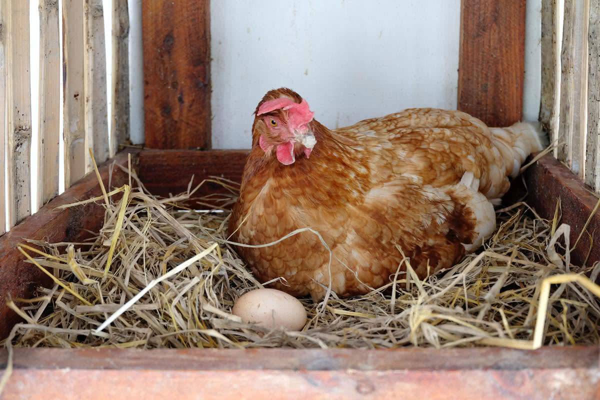 Почему курица постоянно сидит в гнезде, но не несется и что с этим делать? Причины и способы улучшения яйценоскости