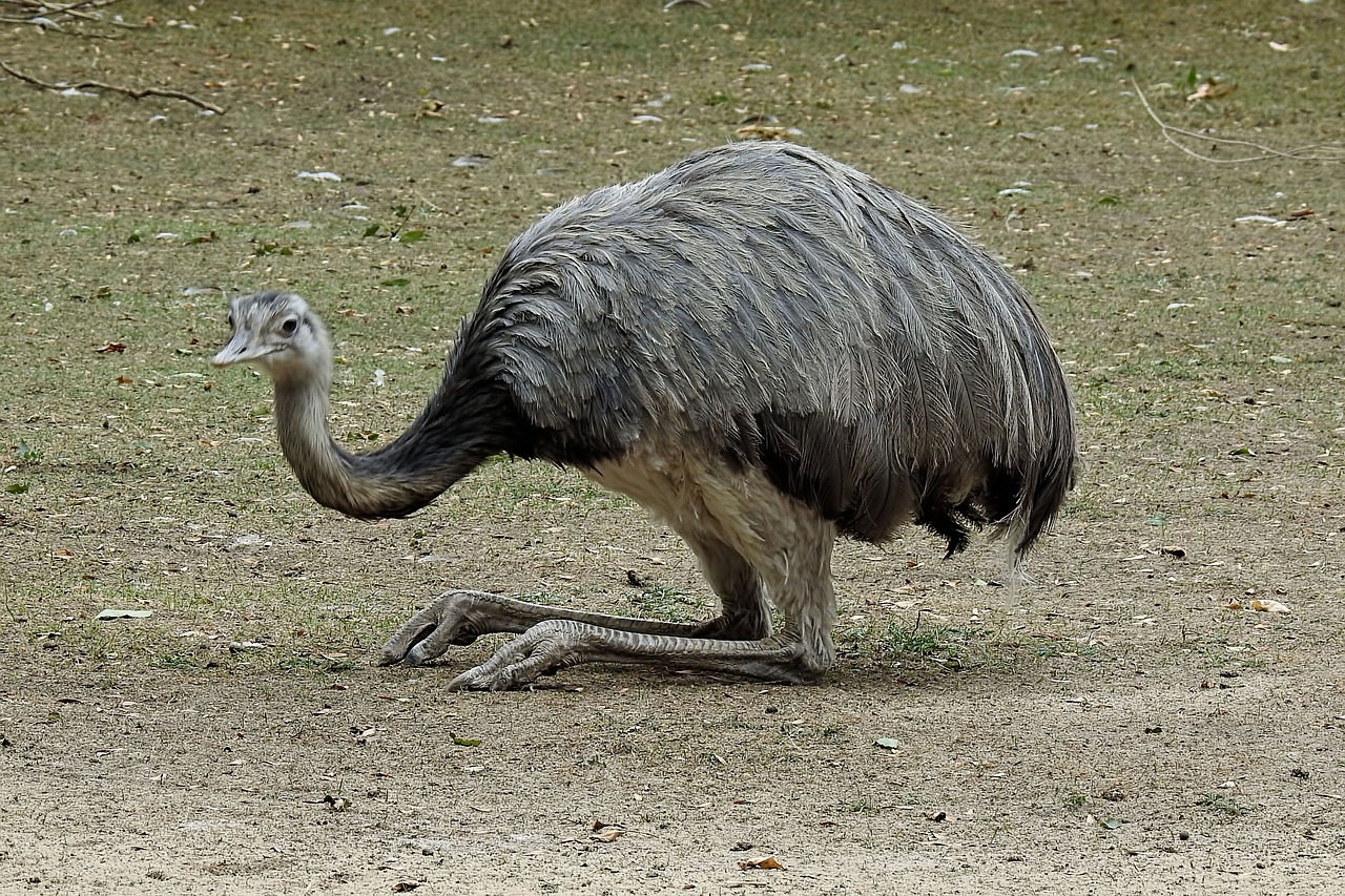 Сколько весит взрослый страус