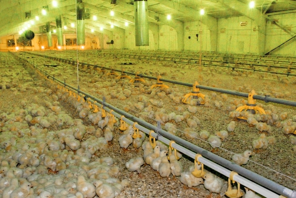 Рекомендации по выращиванию цыплят-бройлеров