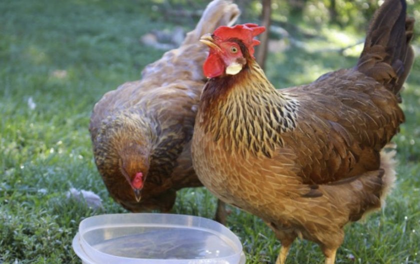 Котляревская - мясо-яичная порода кур. Описание, характеристики, выращивание и уход, инкубация, кормление