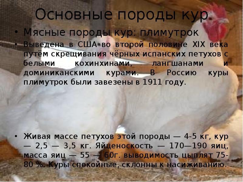 Плимутрок - мясо-яичная порода кур. Характеристики, содержание, кормление, особенности инкубации