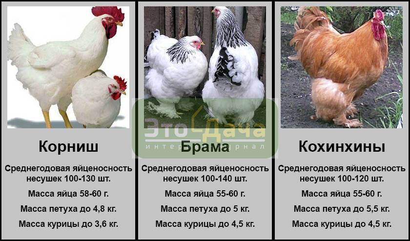 Обзор лучших мясо-яичных пород кур