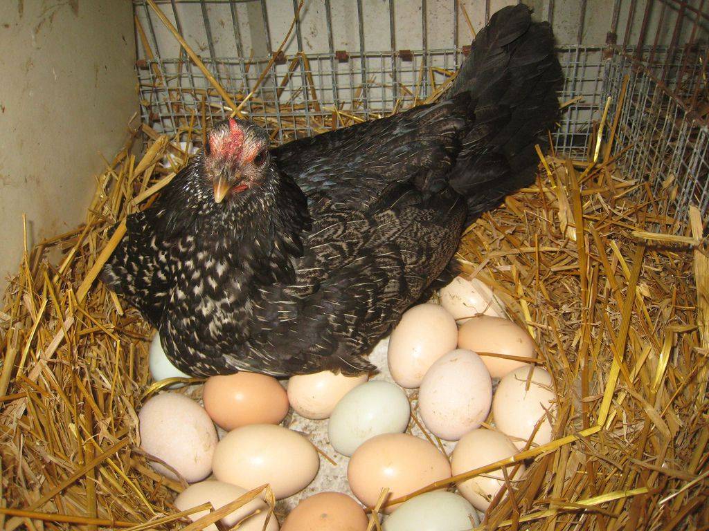 Как содержать кур правильно и получать много яиц