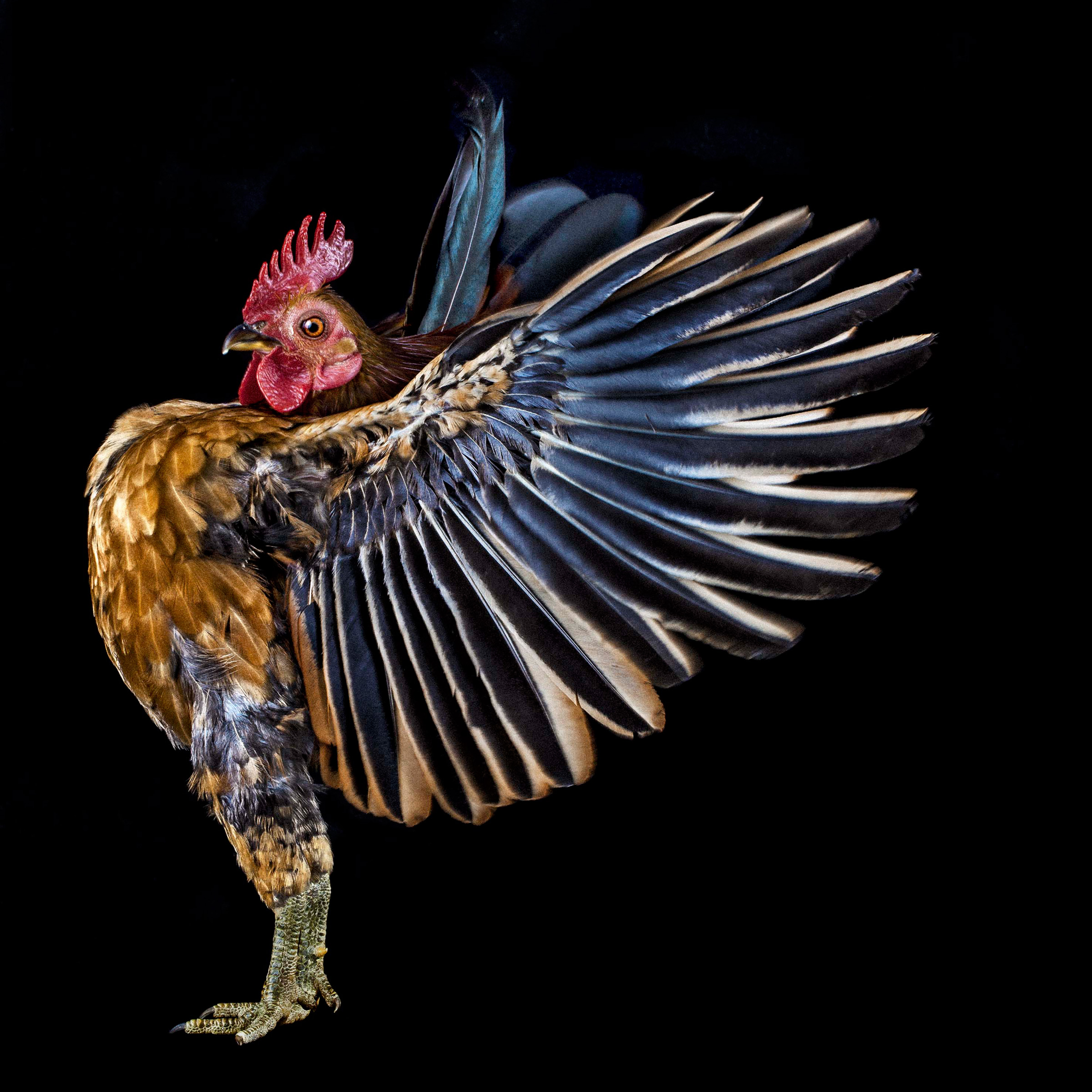 Куриный конкурс красоты фотографа Эрнеста Гох