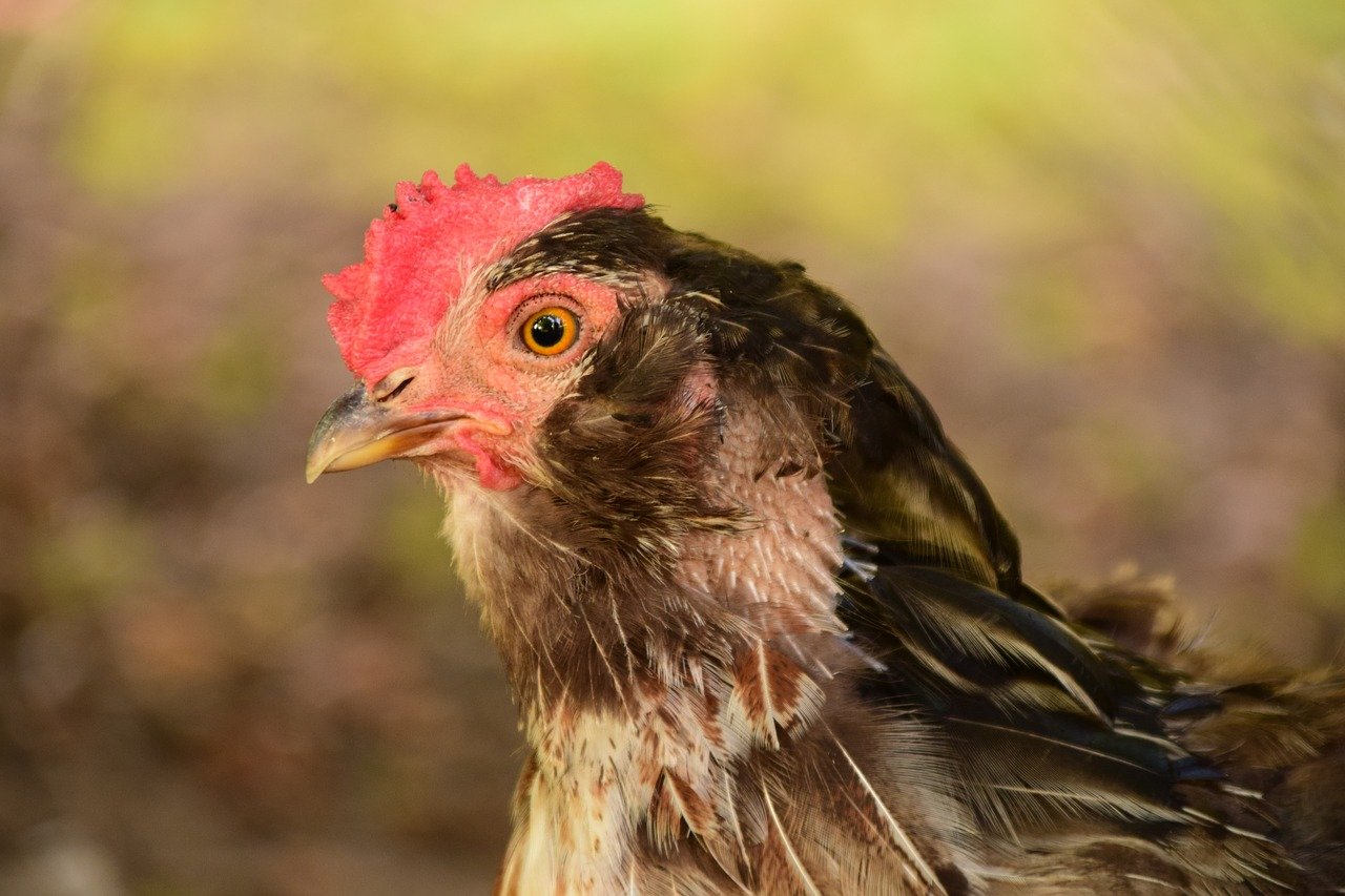 Как видят курицы: какое у них зрение и различают ли куры цвета