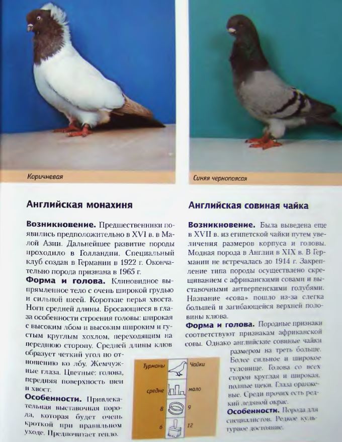 Обзор лучших пород почтовых голубей и принцип работы голубиной почты