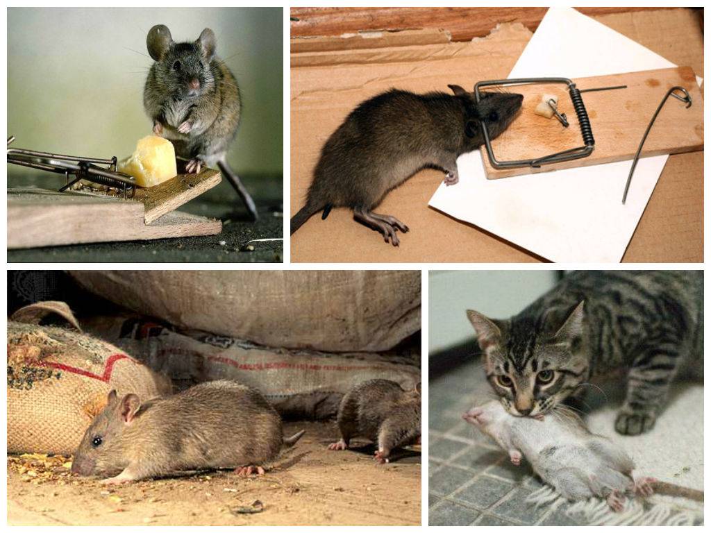 Как бороться с крысами и мышами в частном доме и 45 советов
