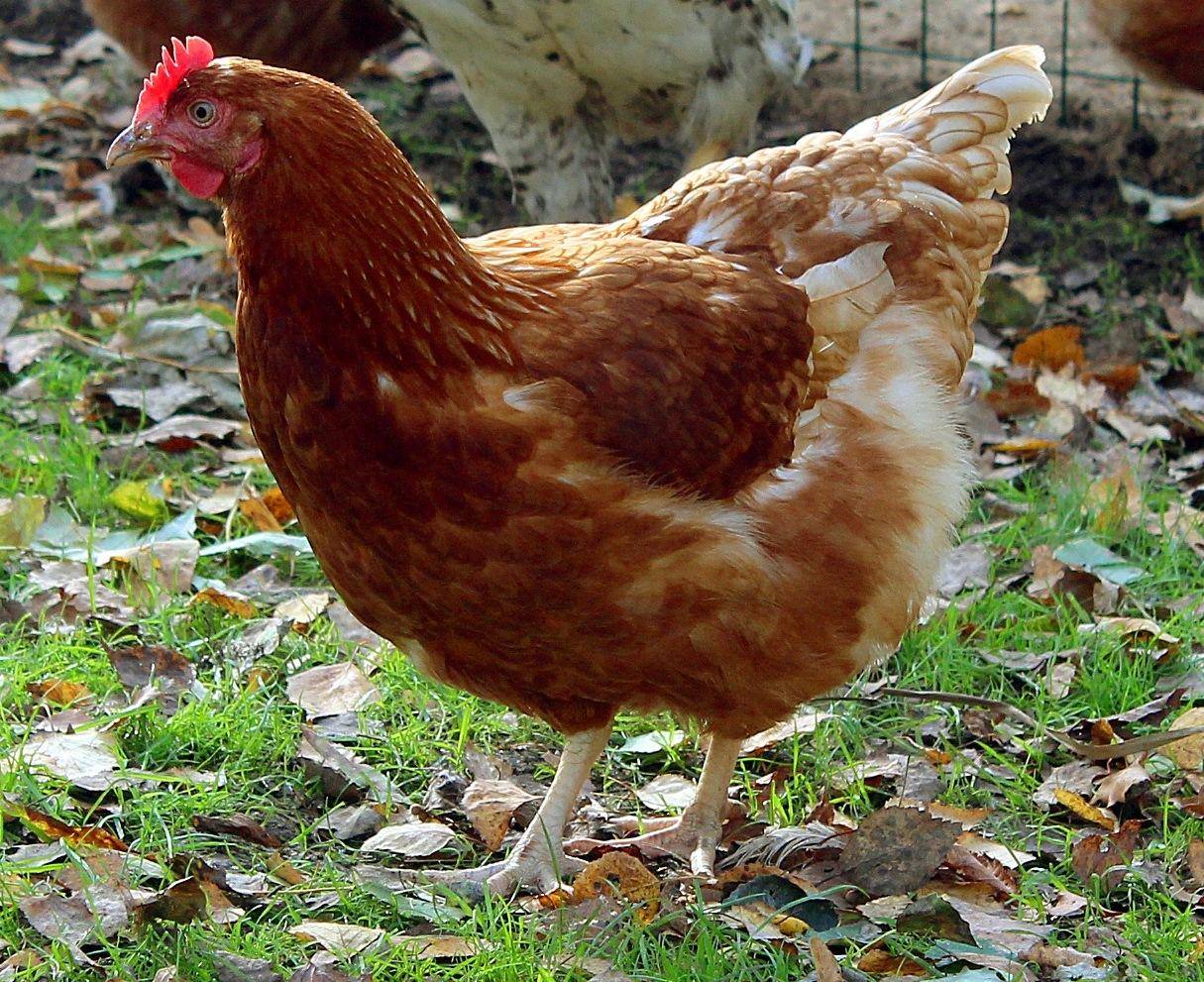 Асбохонс - мясо-яичная порода кур. Описание, содержание, кормление и выращивание, инкубация