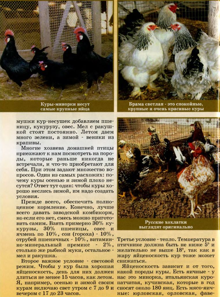Адлерская серебристая - мясо-яичная порода кур. Описание, основные характеристики, содержание, кормление и инкубация