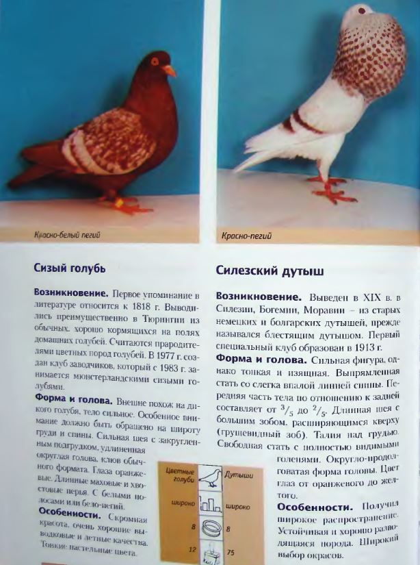 Что нужно знать о физиологии голубей: сколько в среднем живут, температура тела, особенности