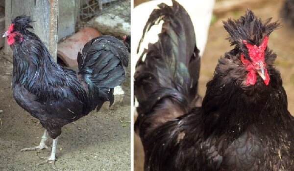 Польверара порода кур – описание с фото и видео