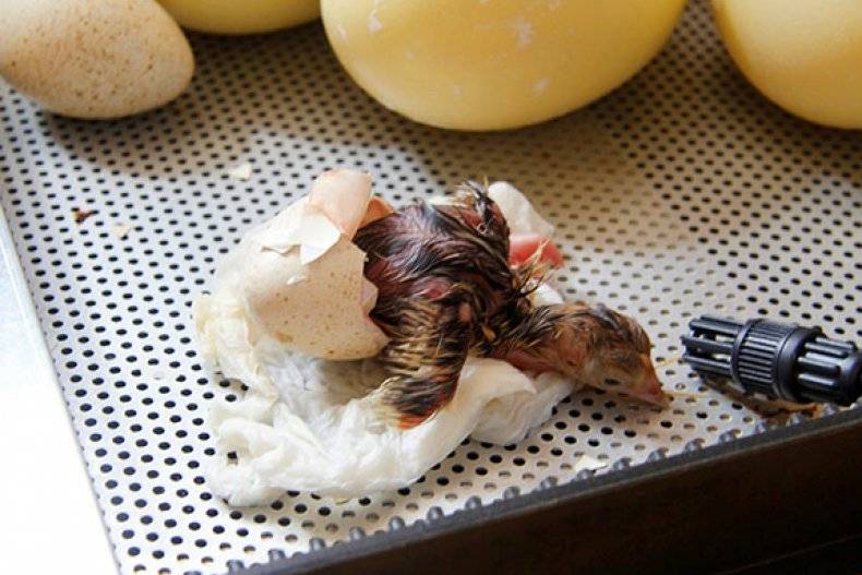 Как вылупляются цыплята: через сколько дней они выводятся в инкубаторе, как помочь птенцу выбраться из яйца?