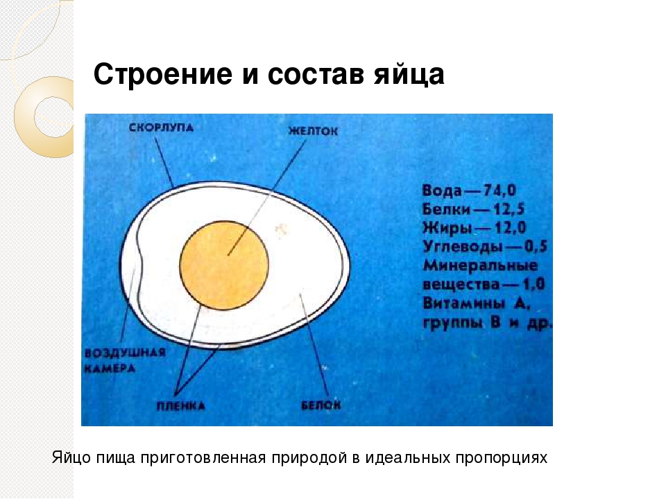 Основная функция яйца. Строение яйца курицы (по Белоусову, 1993). Строение белка куриного яйца. Строение скорлупы яйца. Строение скорлупы куриного яйца.