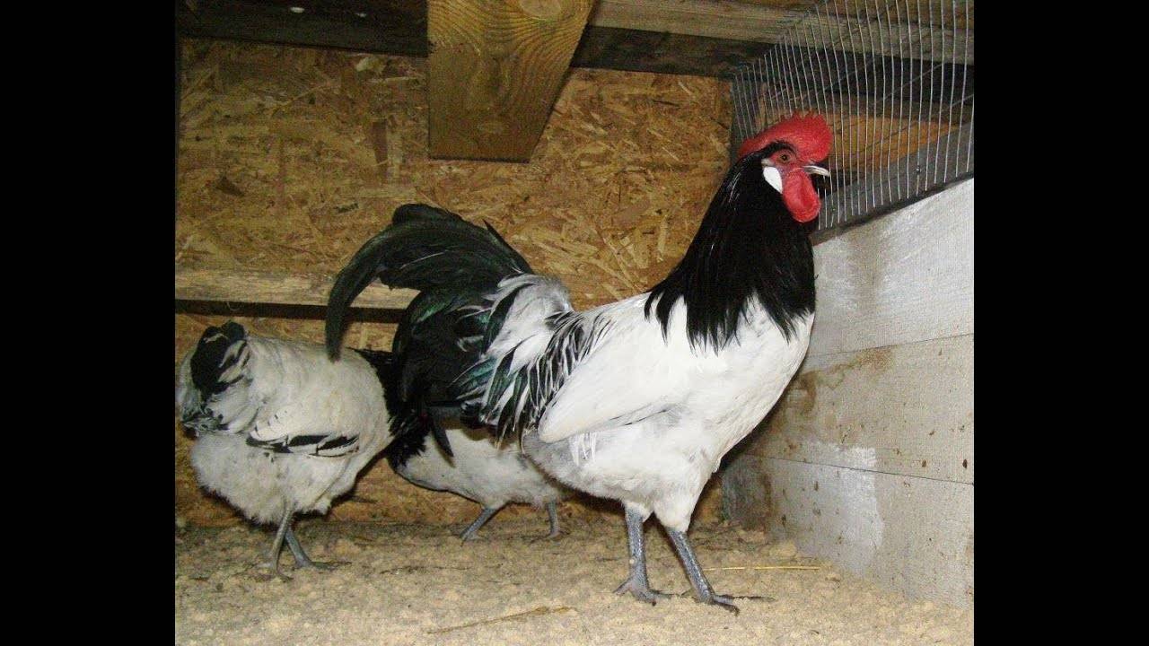 Лакенфельдер - мясо-яичная порода кур. Описание, особенности разведения и ухода, кормление