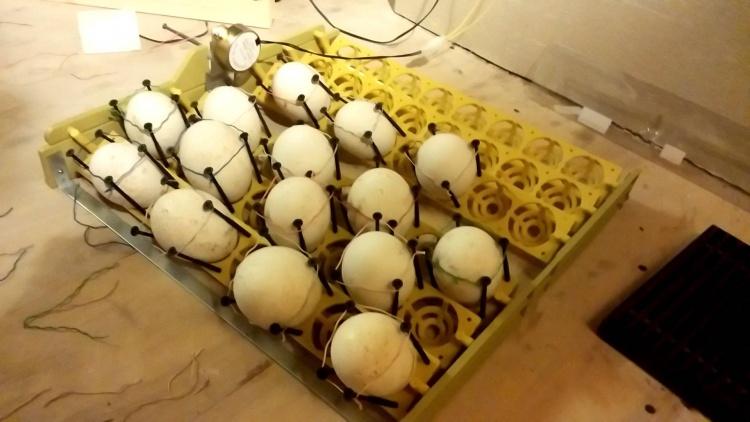 Что делать, если в инкубаторе треснуло яйцо: вылупится ли из него цыпленок?