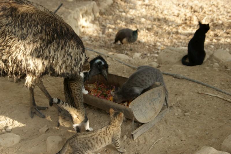 Что едят страусы в природе и в домашних условиях
