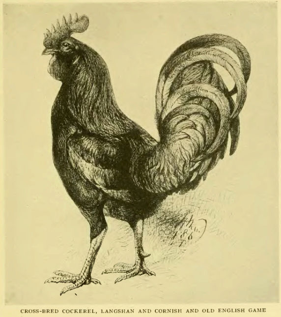 Лангшан - мясная порода кур. Описание, характеристики, особенности содержания и кормления, инкубация