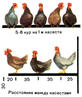 Какая площадь нужна для кур-несушек: сколько птиц должно приходиться на 1 кв. метр курятника?
