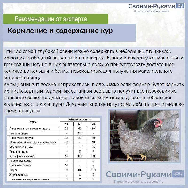 Легбар - мясо-яичная порода кур. Описание, характеристики, выращивание, кормление, болезни