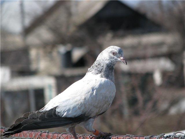Лучшие высоколетные голуби – Пакистанские