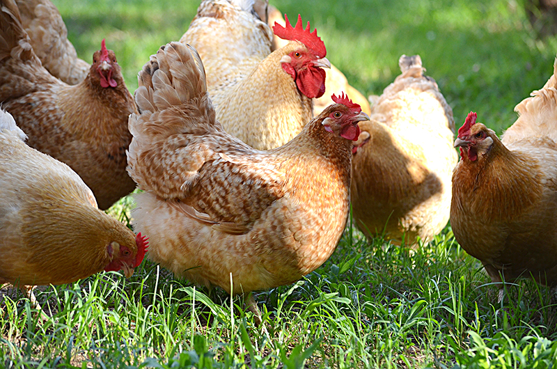 Лучшие мясо яичные породы кур – описание, фото и видео
