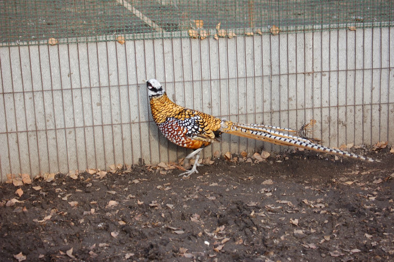 Виды и породы фазанов для домашнего разведения