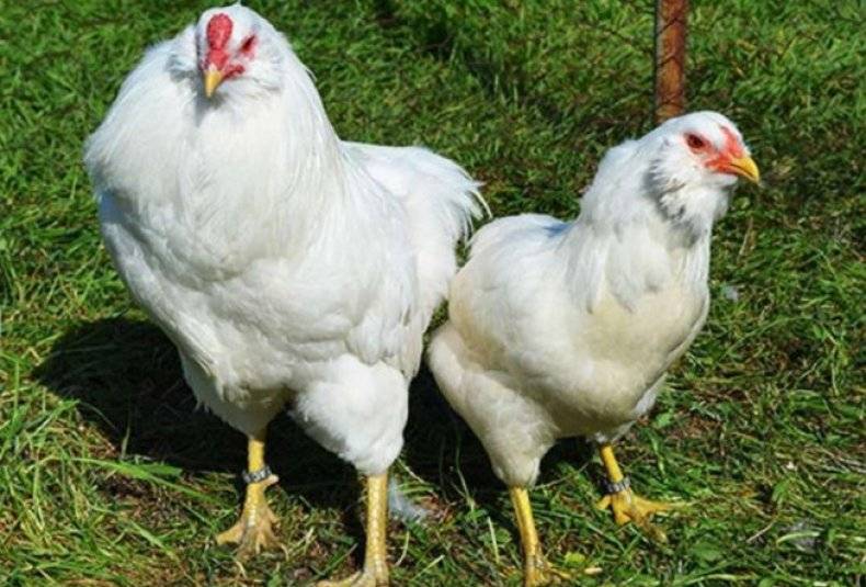 Куры породы Амераукана — куры несущие голубые яйца