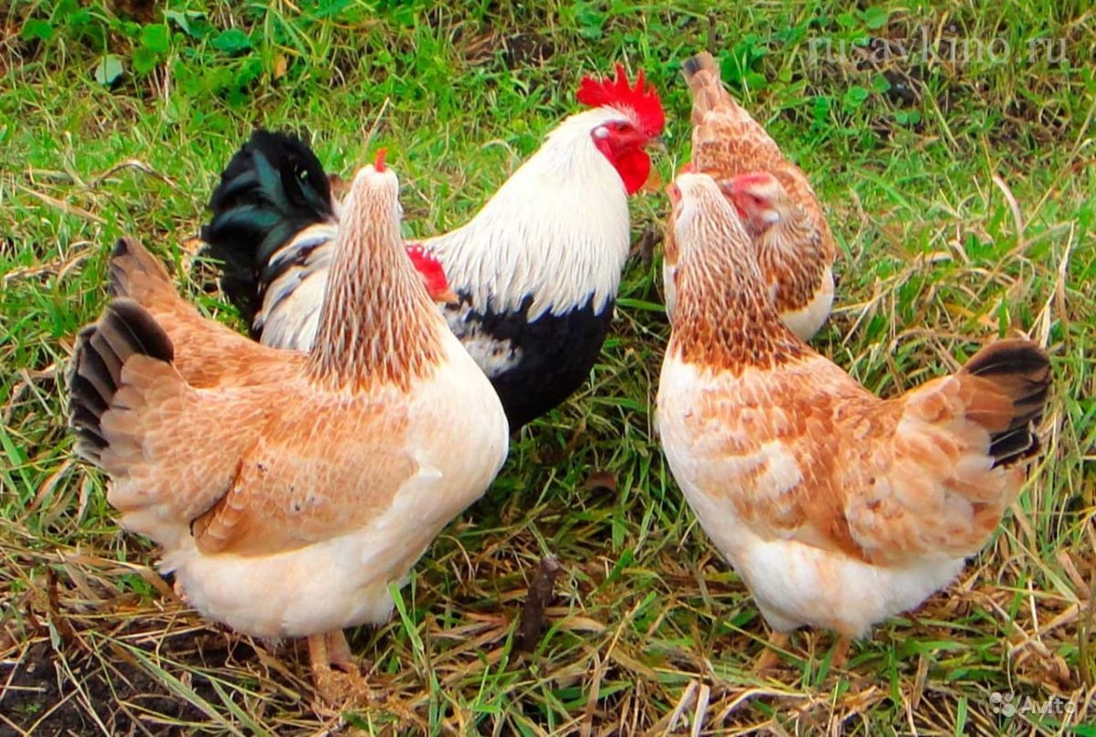 Царскосельская - мясо-яичная порода кур. Описание, содержание и разведение, кормление, инкубация