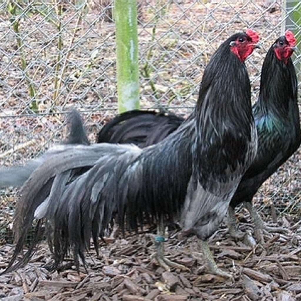 Суматра - бойцовая порода кур. Описание, содержание и разведение, кормление, инкубация
