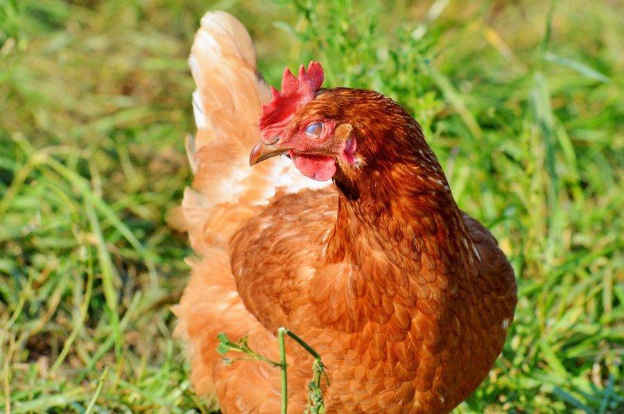 Красная белохвостая порода кур – описание, фото и видео