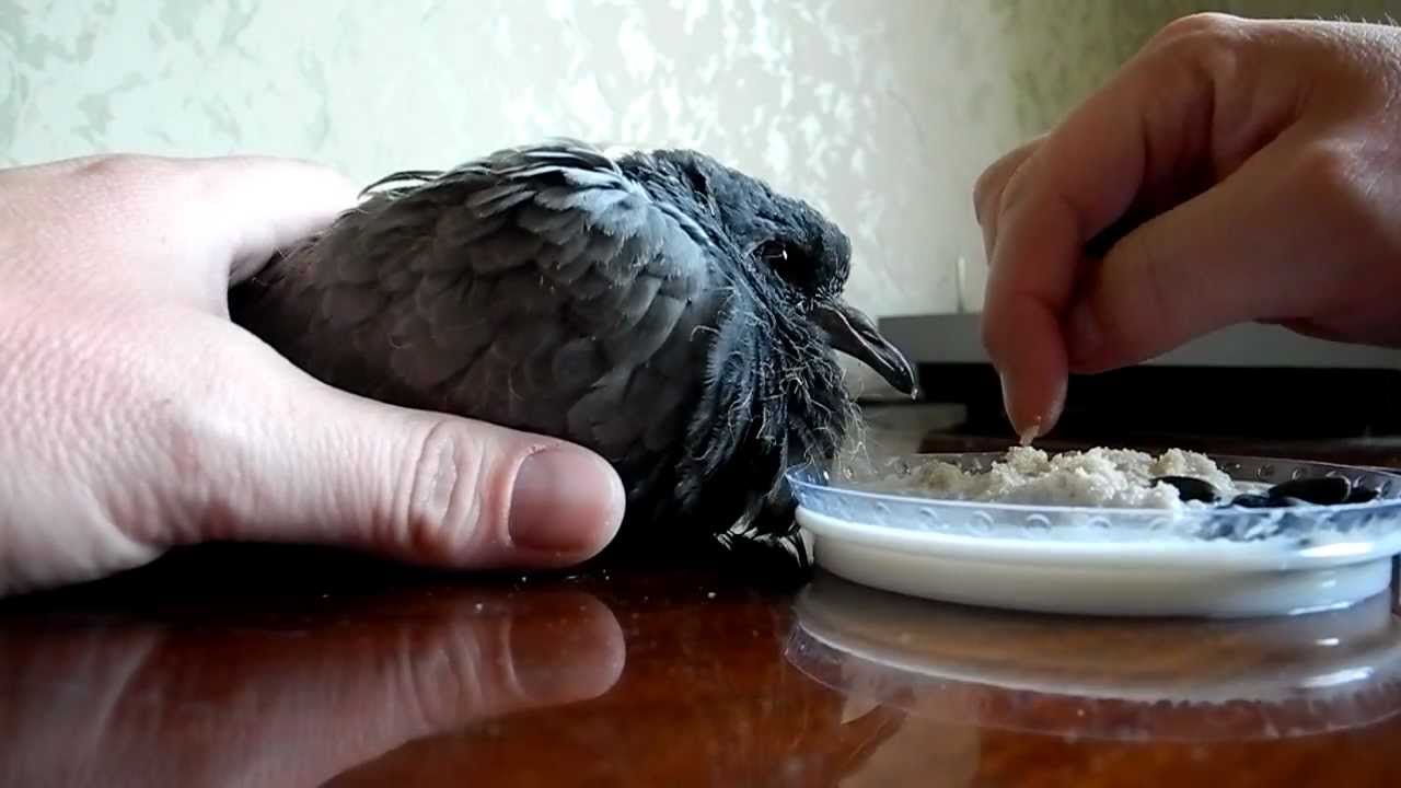 Как выходить и чем кормить птенца голубя