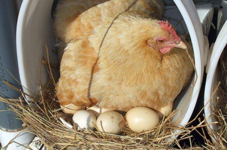 Мужчина-наседка – молодой француз высиживает яйца кур