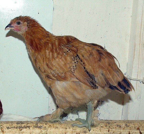 Зеленоножка порода кур – описание с фото и видео