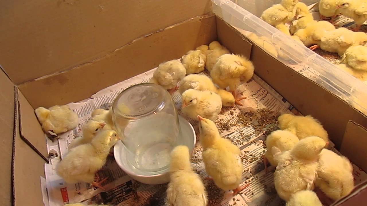 Выращивание цыплят в квартире для начинающих