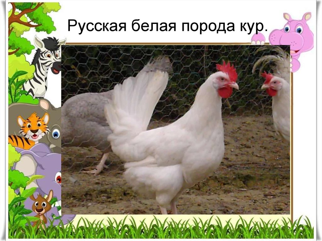 Отечественная курица с высокой яйценоскостью – Русская белая