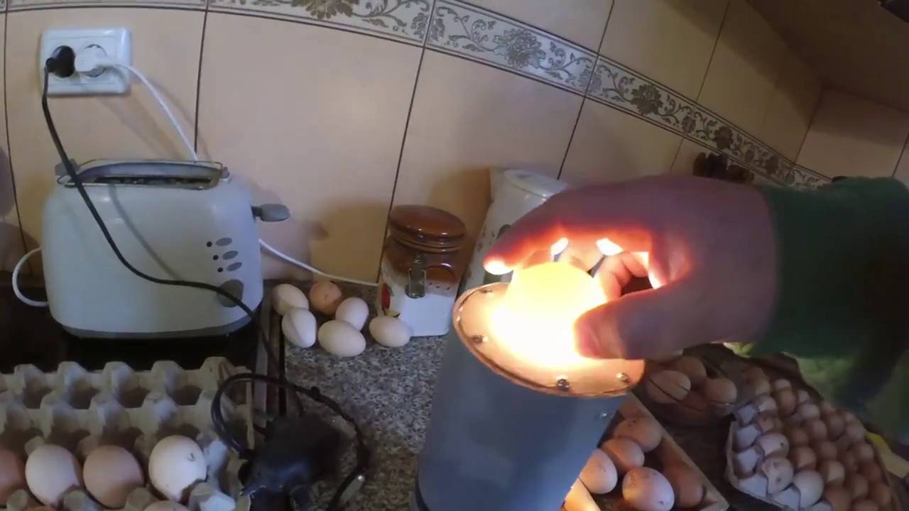 Инкубация яиц в домашних условиях