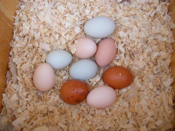 Перепела, несущие голубые яйца – название и краткое описание породы