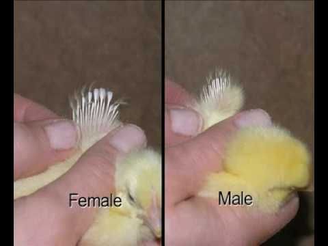 Определение пола у цыплят