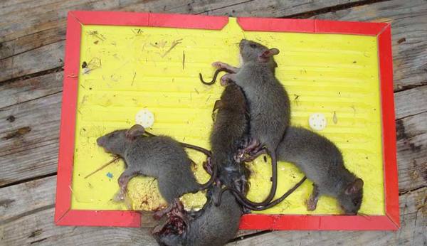 Как избавиться от крыс и мышей в курятнике