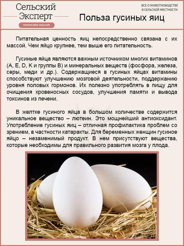В чем польза и вред утиных яиц, какие яйца полезнее – куриные или утиные?