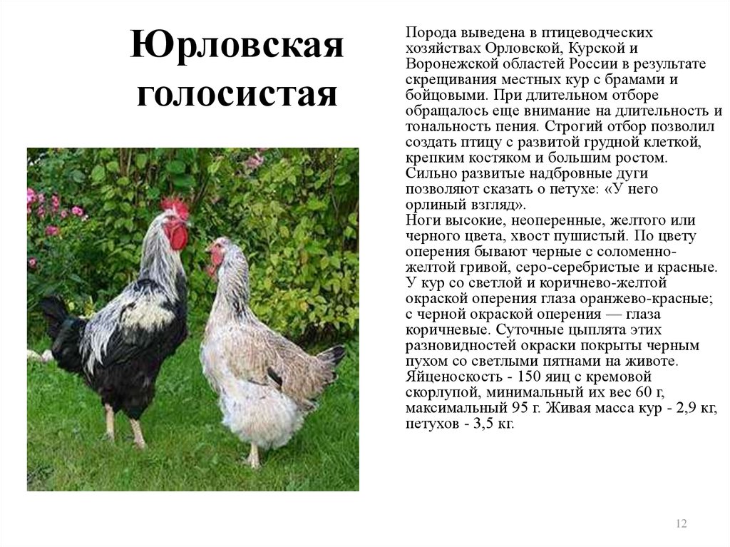 Породы домашних кур – фото и описание ТОП-10 несушек