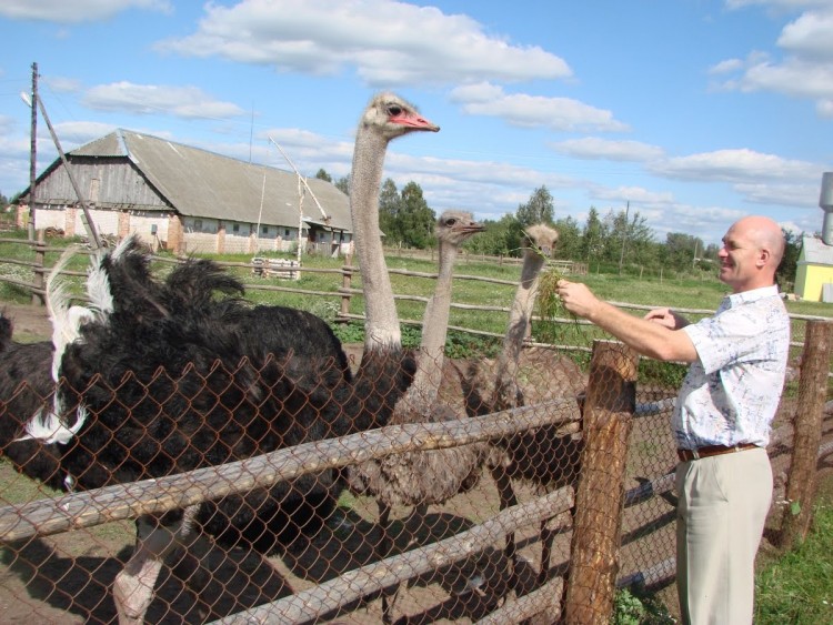 Особенности разведения страусов на российских фермах – основные моменты