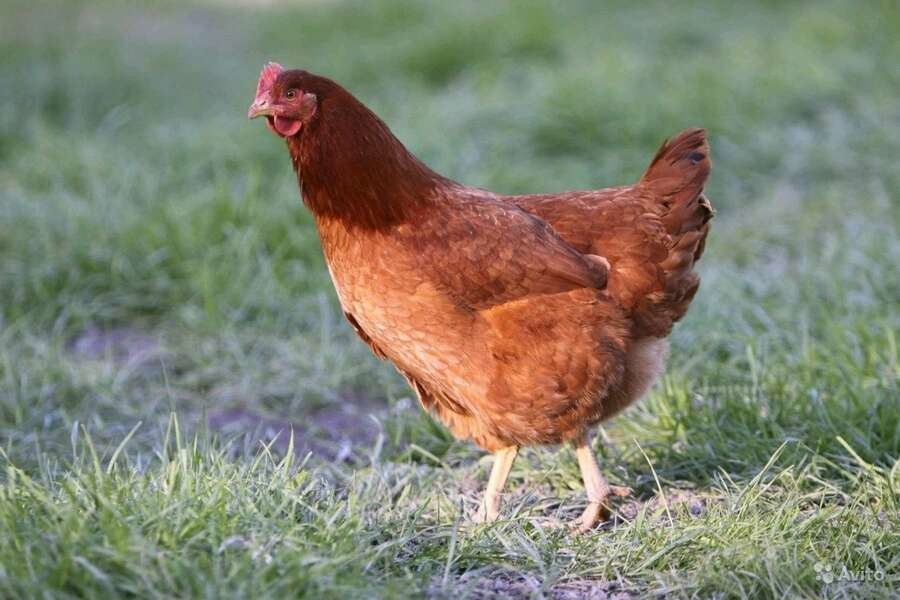 Красная белохвостая порода кур – описание, фото и видео