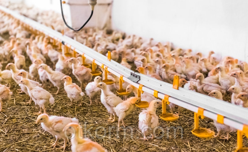 Выращивание бройлеров на птицефабрике – содержание и кормление