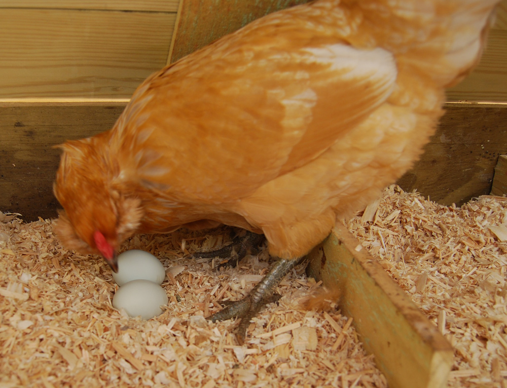 Почему курица несет мелкие яйца