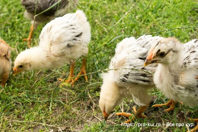 Как и когда вводить в рацион цыплят зеленую траву и зелень – нормы кормления