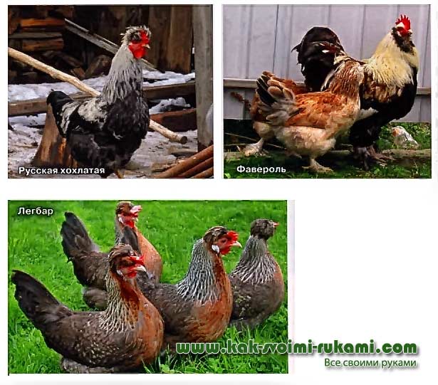 Холланд порода кур – описание с фото и видео