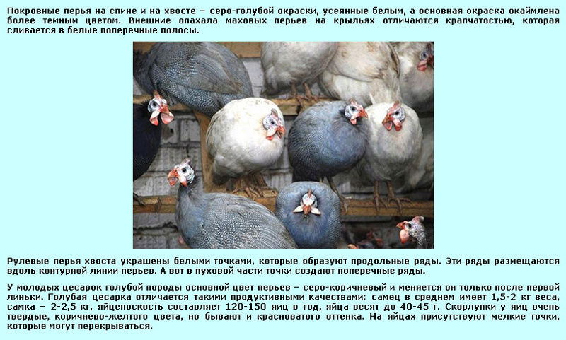 Вес цесарки в зависимости от пола и породы птицы